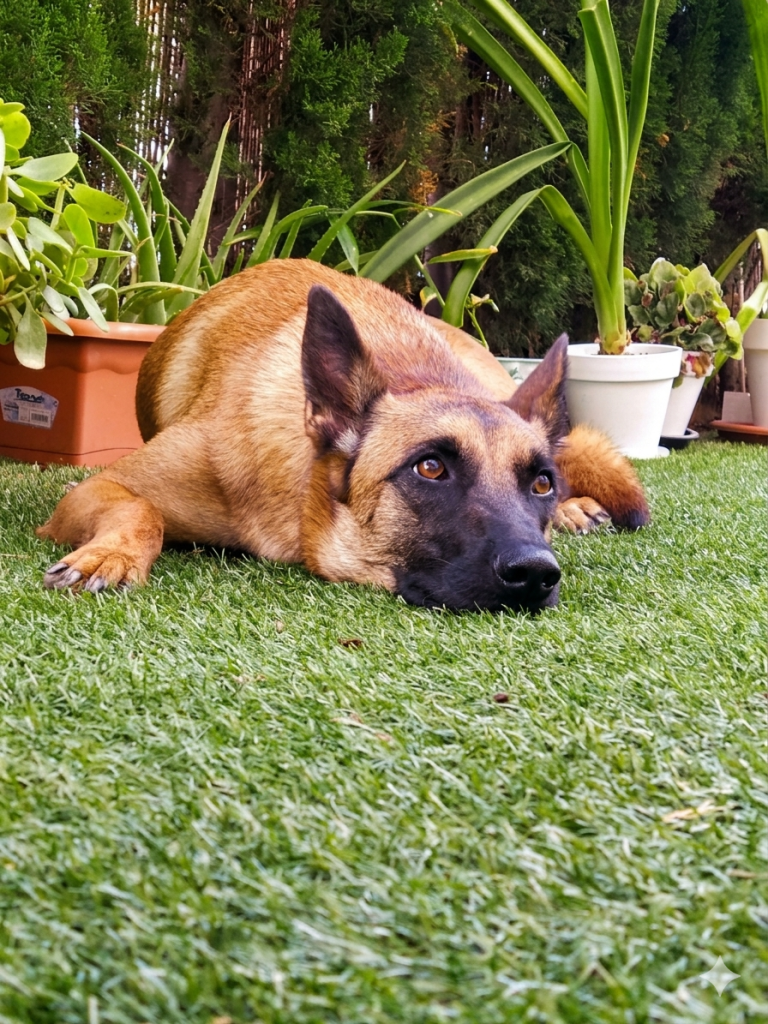 GERCANINO

"Un método preciso, analítico y libre de conflicto de adiestramiento canino, diseñado para comprender la conducta de tu perro, gestionar su estrés y devolver el equilibrio a vuestro día a día."